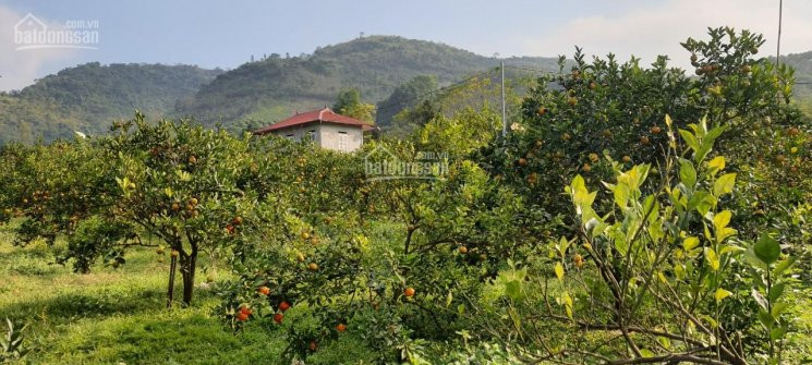 Không Còn Lô Nào đẹp Và Rẻ Hơn Lô Này 1hat(10000m)trồng Cam Bưởi Tại Thu Phong Cao Phong Hoà Bình 1