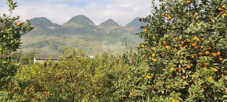 Không Còn Lô Nào đẹp Và Rẻ Hơn Lô Này 1hat(10000m)trồng Cam Bưởi Tại Thu Phong Cao Phong Hoà Bình 3