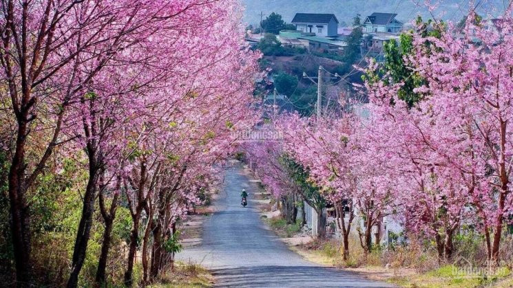 Siêu Phẩm Tung Hàng Mùa Tết, View đẹp đường 8m, Có Sổ Sẵn đường Nhựa ô Tô, Lợi Nhuận 30% 1