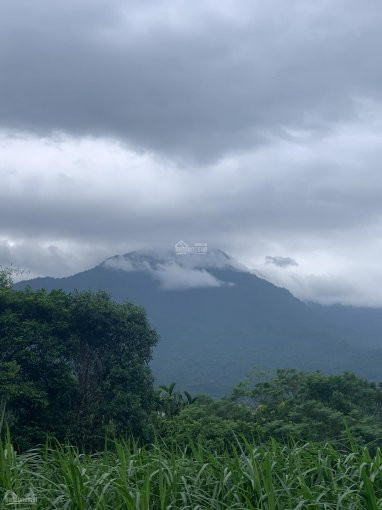 Thiết Tha Cần Bán 600m đất Thổ Cưlô Góc Hai Mặt đường View Cánh đồng 1