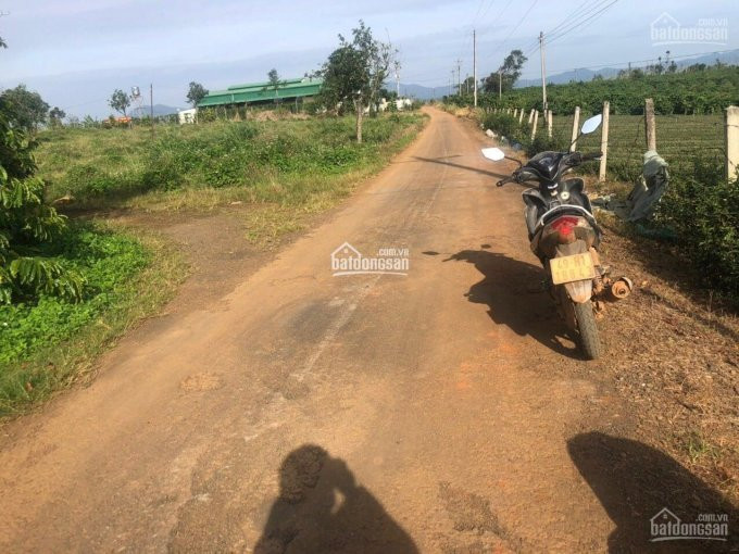 Tôi Bán đất đambri, Gần 25ha, Cách Lý Thái Tổ 800m Chỉ 700 Tr/sào, Thích Hợp đầu Tư Phân Lô 3