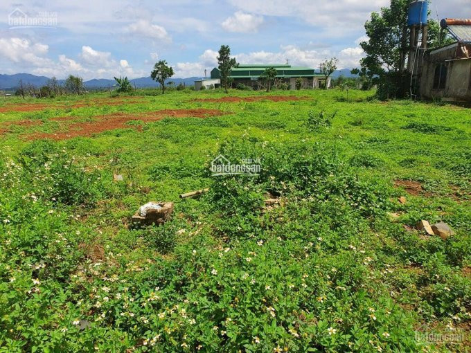 Tôi Bán đất đambri, Gần 25ha, Cách Lý Thái Tổ 800m Chỉ 700 Tr/sào, Thích Hợp đầu Tư Phân Lô 4