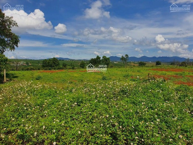 Tôi Bán đất đambri, Gần 25ha, Cách Lý Thái Tổ 800m Chỉ 700 Tr/sào, Thích Hợp đầu Tư Phân Lô 5