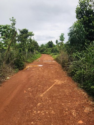 Tôi Cần Sang Lại Rất Gấp Nhà Vườn 3,5 Héc , Cách đường Quốc Lộ 14c 2km, Daksong ,khu Yên Tĩnh Mát M 7