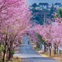 Siêu Phẩm Tung Hàng Mùa Tết, View đẹp đường 8m, Có Sổ Sẵn đường Nhựa ô Tô, Lợi Nhuận 30%