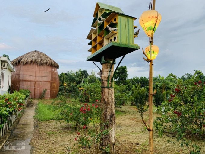 Chính Chủ Cần Bán Gấp Lô đất Làm Trang Trại Nhà Vườn Có Suối Phía Sau Lô đất Gần Khu Du Lịch Bà Nà 3