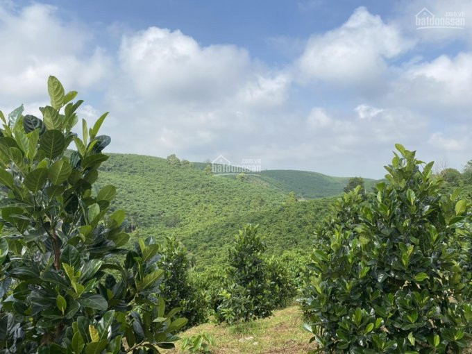 Không Có Thời Gian Chăm Sóc Bán Lại Mảnh Vườn Giáp Suối Tự Nhiên, Có Sẵn Mít, Bơ Và Cafe, View đồi 5