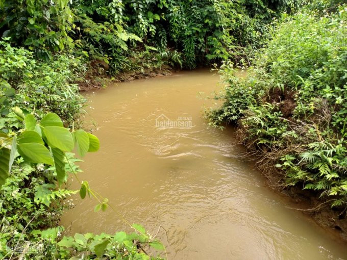 Không Có Thời Gian Chăm Sóc Bán Lại Mảnh Vườn Giáp Suối Tự Nhiên, Có Sẵn Mít, Bơ Và Cafe, View đồi 7