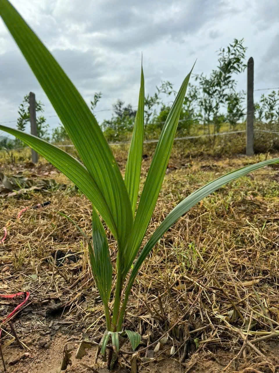 Bán đất vườn Khánh Trung mặt đường bê tông liên thông rộng 7m - gần Farm Hoa Quả Sơn 5