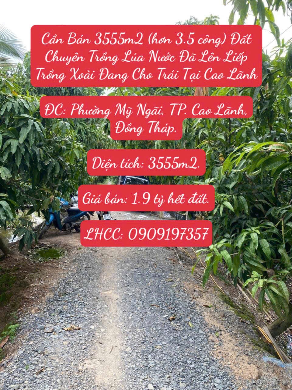 Bán 3555m2 (hơn 3.5 công) Đất Chuyên Trồng Lúa Nước Đã Lên Liếp Trồng Xoài Đang Cho Trái Cao Lãnh