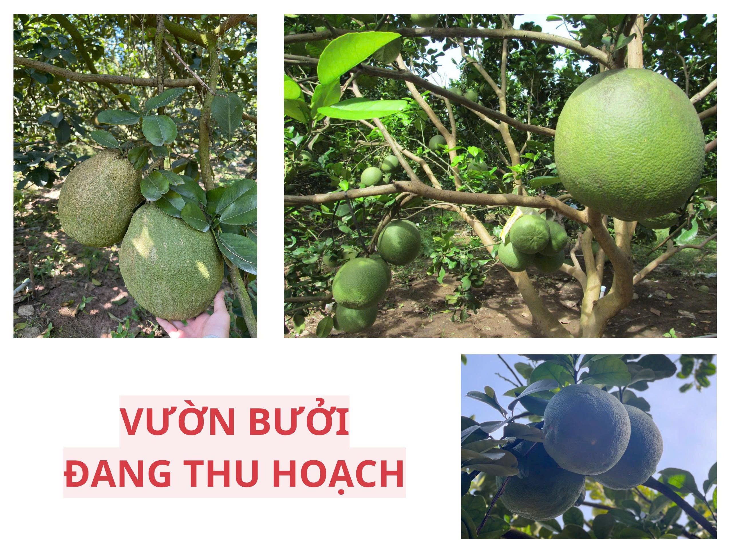Đất thổ cư có sẵn vườn bưởi – mặt tiền kinh doanh chỉ 950 triệu 5