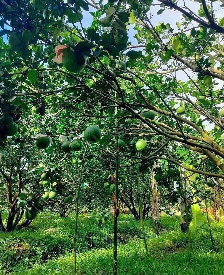Cần bán Đất đường ĐT 750, Xã Trừ Văn Thố, Diện tích 250m², Giá 800.000.000 Triệu 6
