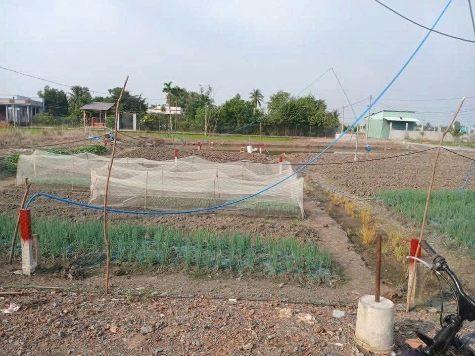 Bán đất thổ cư mt đường Liên Xã Long Hòa - Phước Vân ,Long Hòa , Cần Đước dt 214m2 giá 1,9 tỷ 2