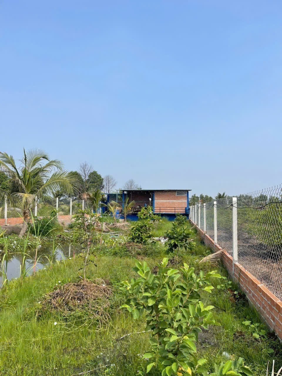 Bán nhà vườn đất lúa xã Hòa Khánh Tây dt 1000m2 giá 1,75 tỷ 4