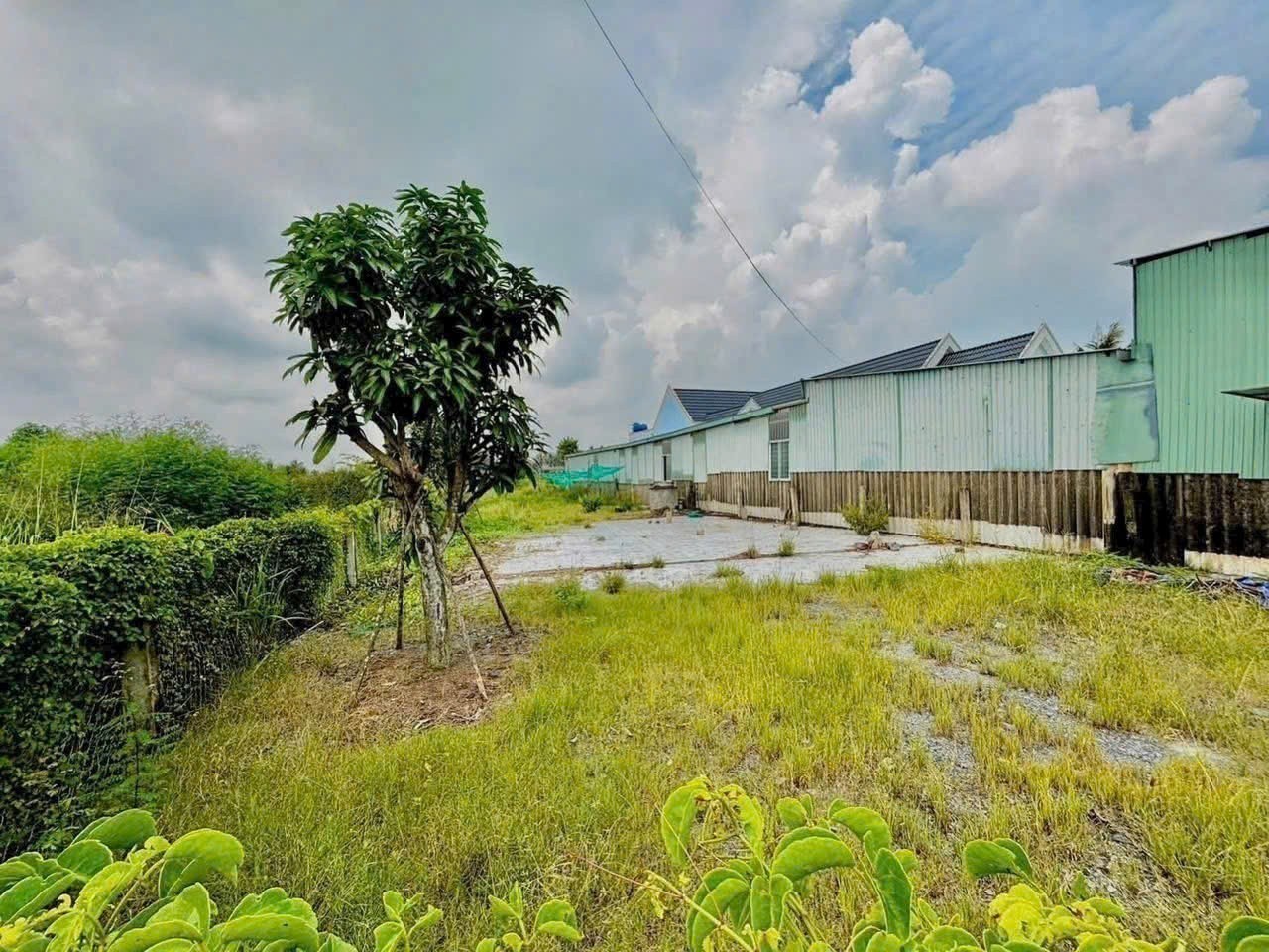 Bán đất mặt tiền ĐT 832 , xã Nhựt Ninh, Tân Trụ tdt 4000m2 ( 500m2 thổ ) giá 6,5 tỷ 2