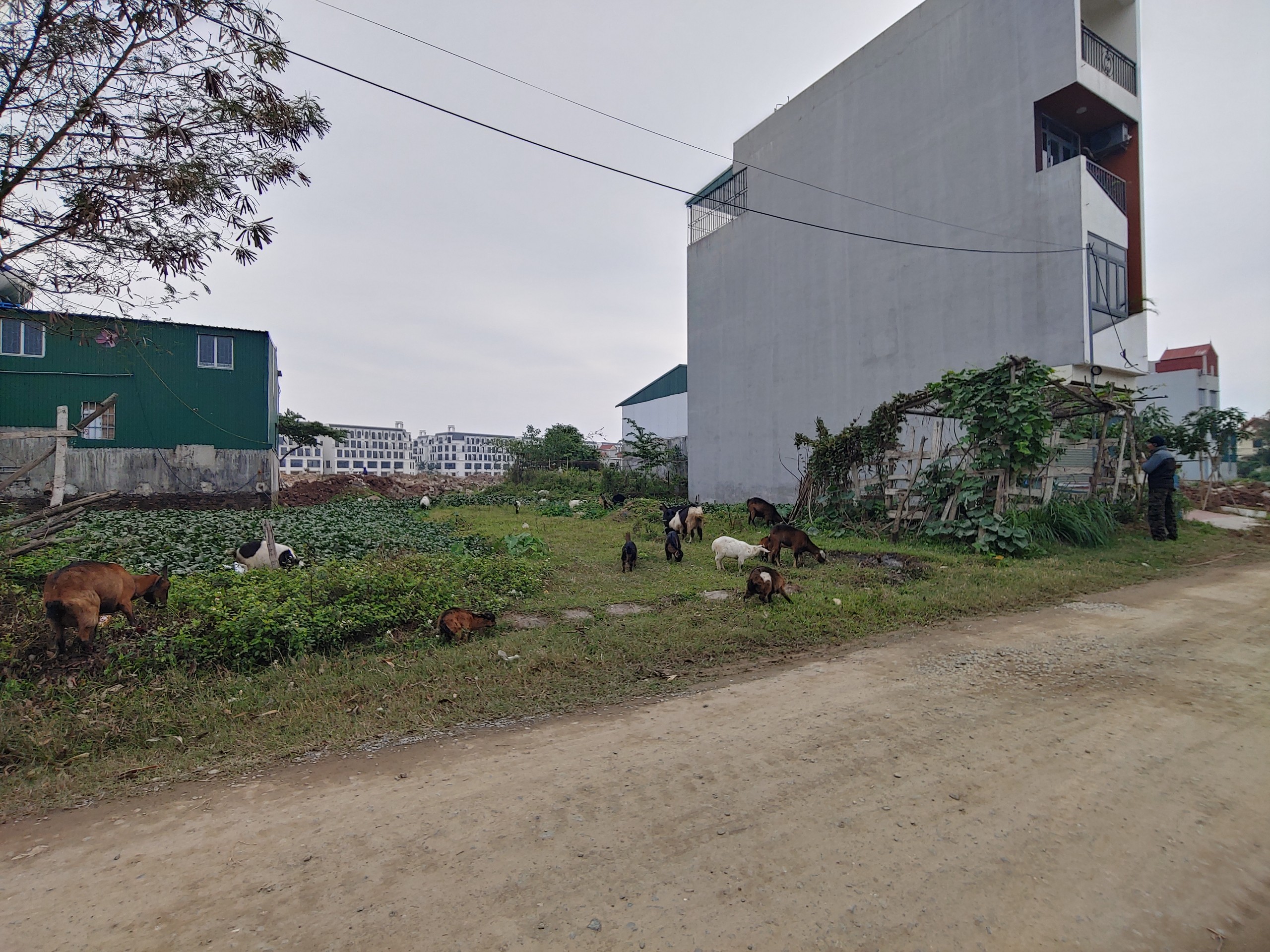 Cần bán Đất đường Yên Vĩnh, Xã Kim Chung, Diện tích 52m², Giá 75 Triệu/m²