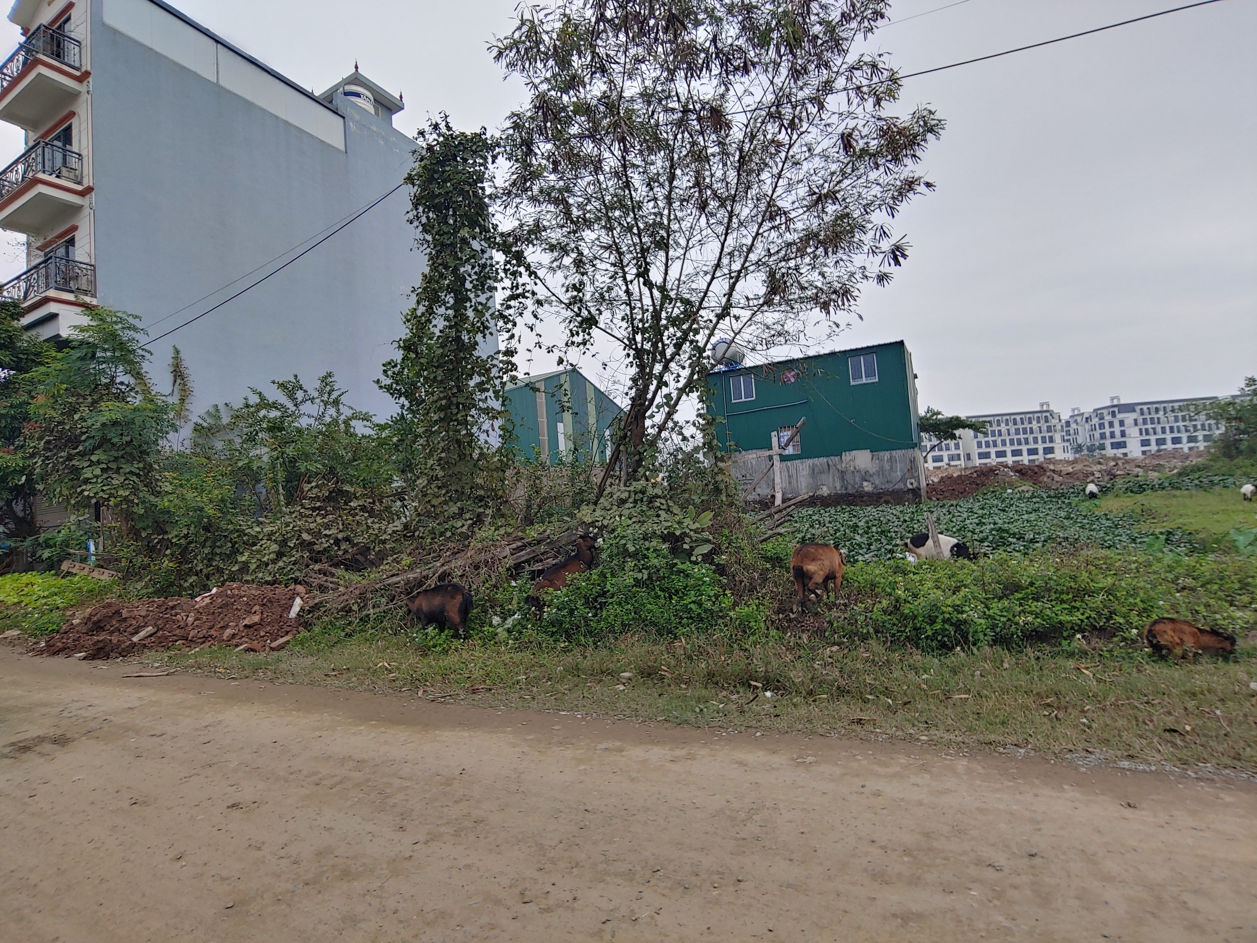 Cần bán Đất đường Yên Vĩnh, Xã Kim Chung, Diện tích 52m², Giá 75 Triệu/m² 2