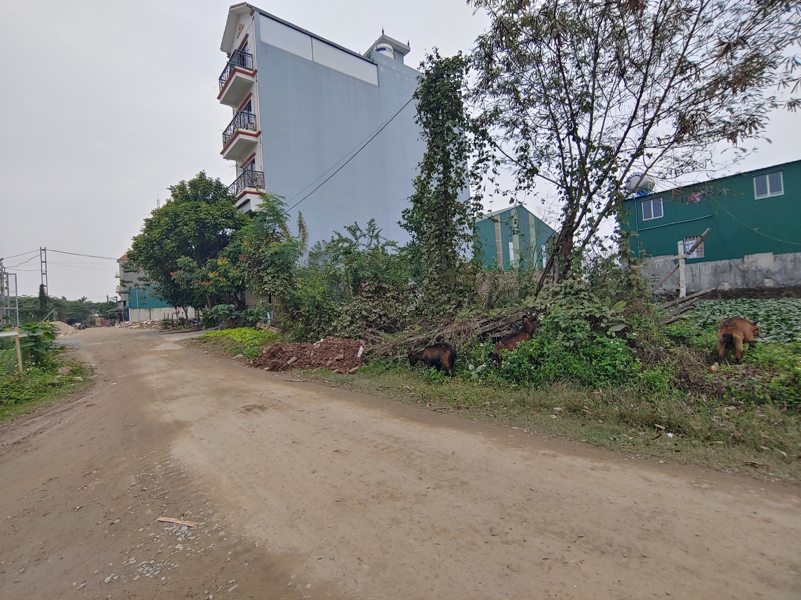Cần bán Đất đường Yên Vĩnh, Xã Kim Chung, Diện tích 52m², Giá 75 Triệu/m² 3