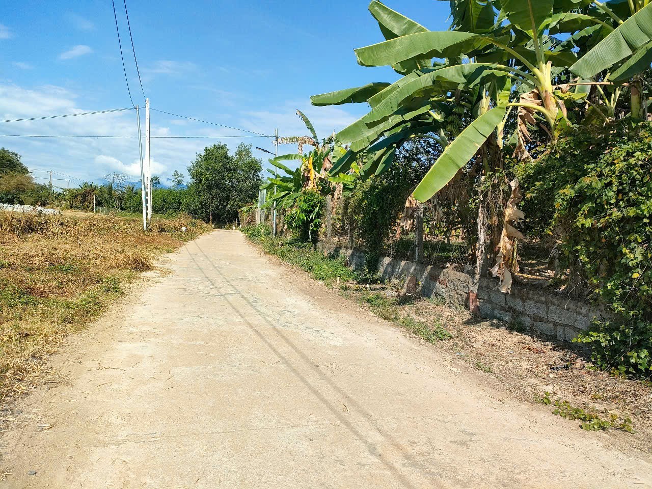 Bán đất Diên Lâm có thổ cư tặng vườn cây trái sum suê sát bên Tỉnh Lộ 8 4