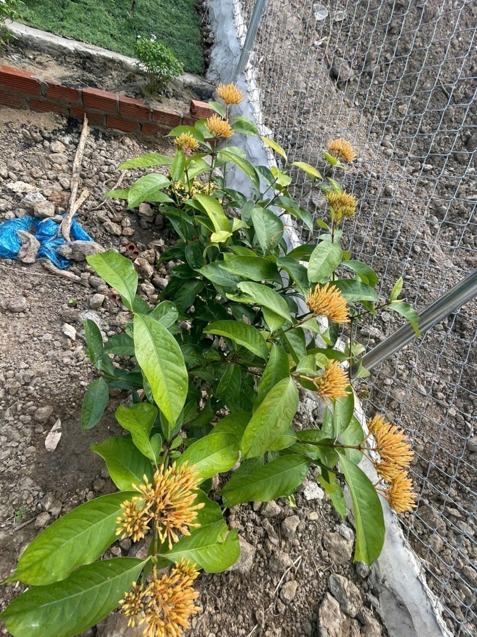 Bán đất mặt tiền Tỉnh Lộ 2 - Diên Thọ - Diên Khánh đã lên mô hình farm cơ bản 22
