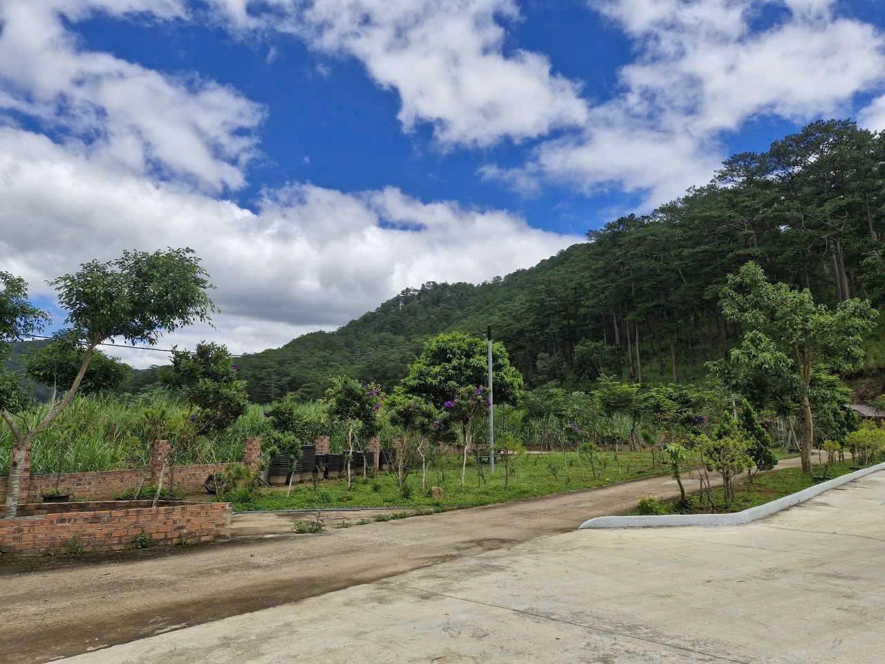 Cần Bán Lô Đất Rộng 4100m2 Đường Mimoza, Đà Lạt 3