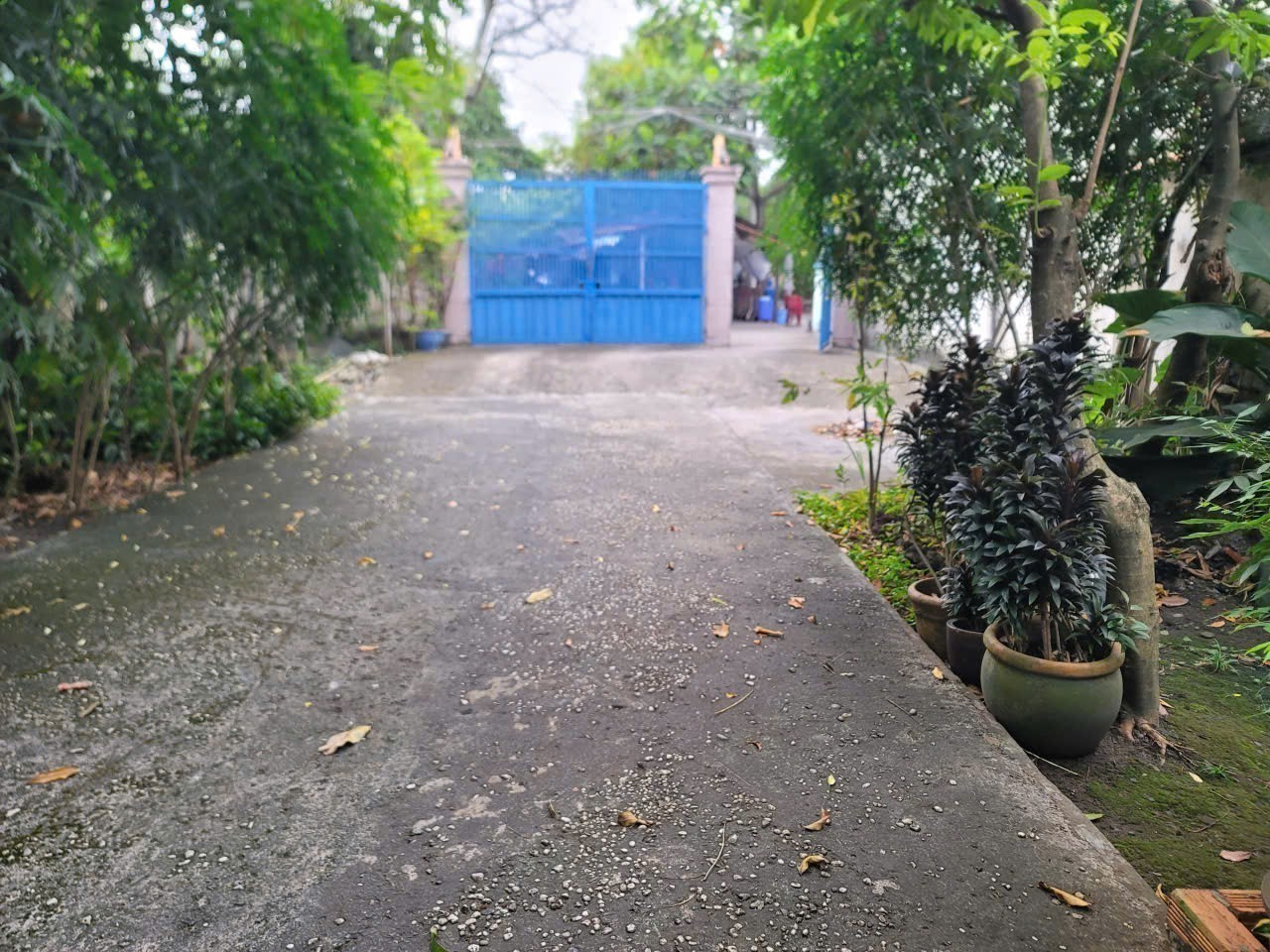 HÀNG THƠM HIẾM – BIỆT THỰ 800M² TRẦN VĂN MƯỜI – CHO VAY NHẬN NỢ