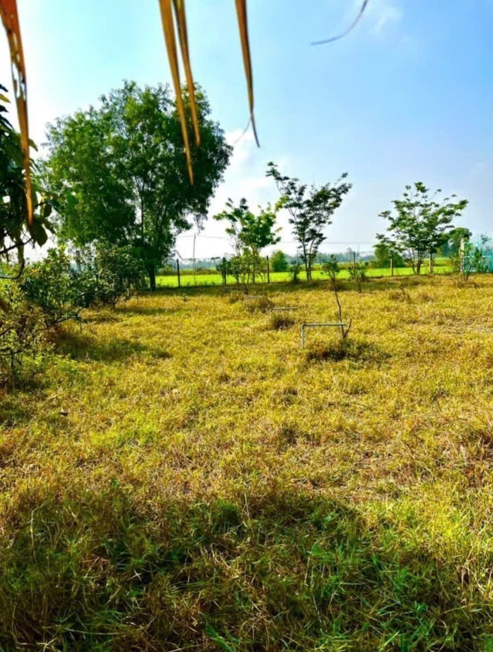 Bán gấp lô đất xã Hiệp Hòa tdt 6500m2 ( 300m2 thổ ) đường đá xanh 5m giá 5,5 tỷ 5