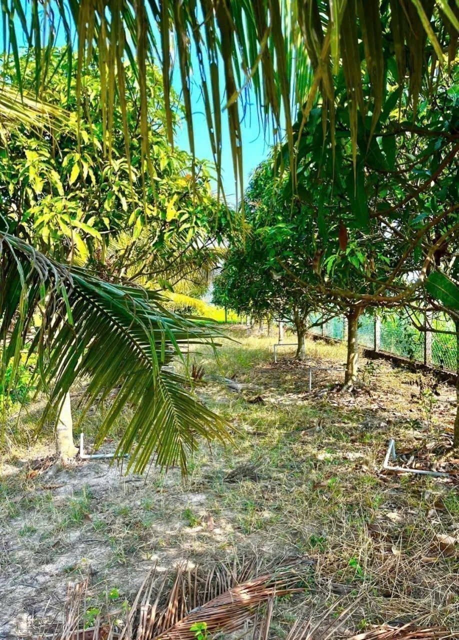 Bán gấp lô đất xã Hiệp Hòa tdt 6500m2 ( 300m2 thổ ) đường đá xanh 5m giá 5,5 tỷ 7