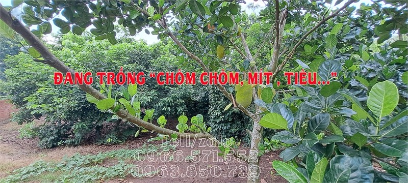 Cần bán đất vườn 2 mặt tiền 27m x40m || Bảo Quang- Long Khánh|| Giá Chỉ 2,3 tỷ . 3
