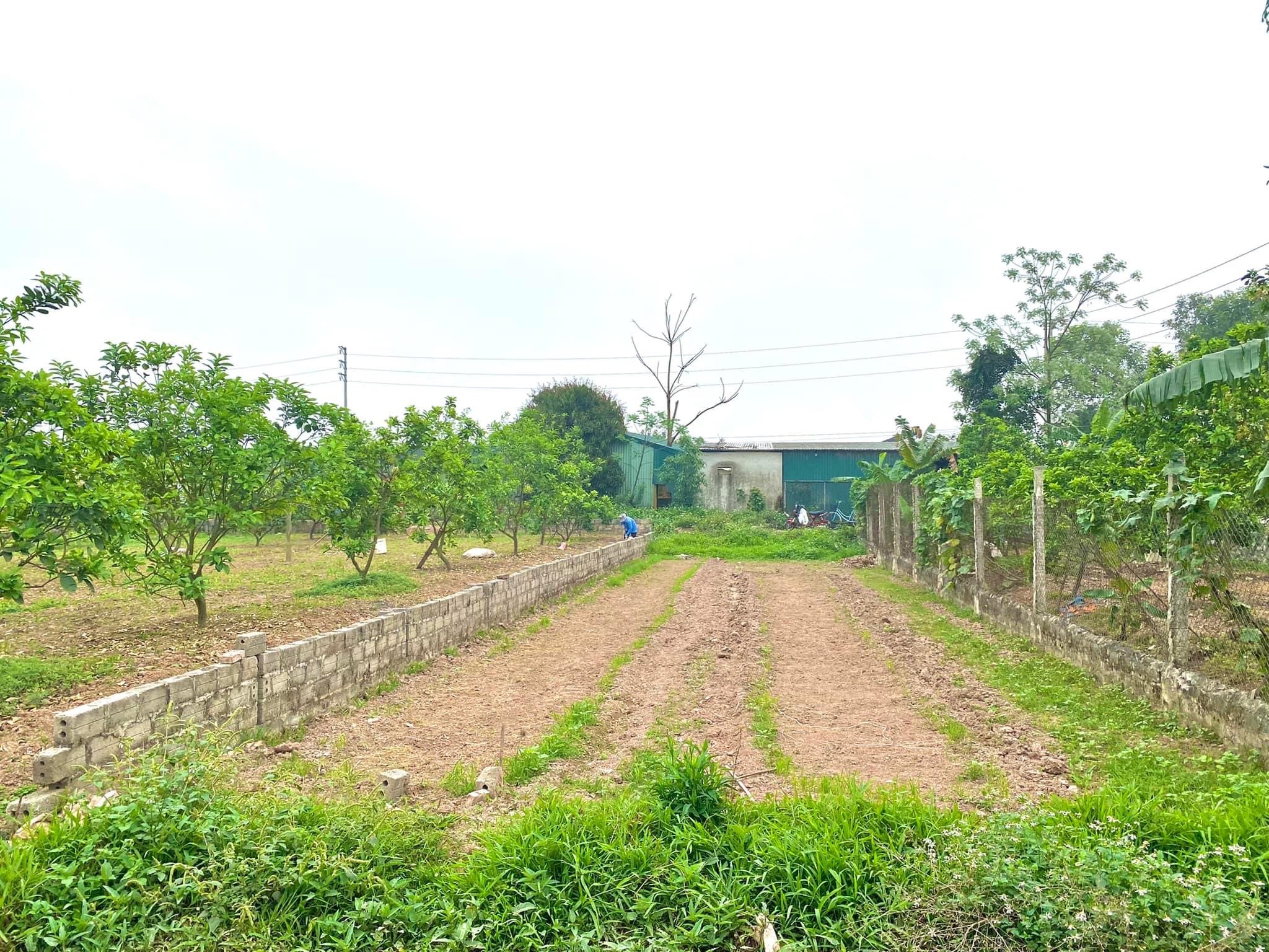 Bán đất vườn 50 năm tại Sài Sơn, Quốc Oai. DT:312m, MT: 9m, Giá 530tr. LH 0397566835