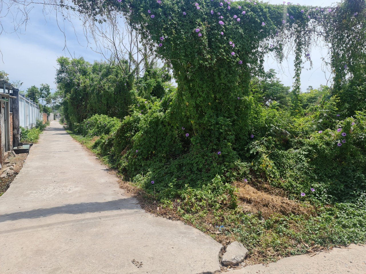 Cần bán Đất đường 55, Xã Tân Phước, Diện tích 247m², Giá 2 Tỷ 5