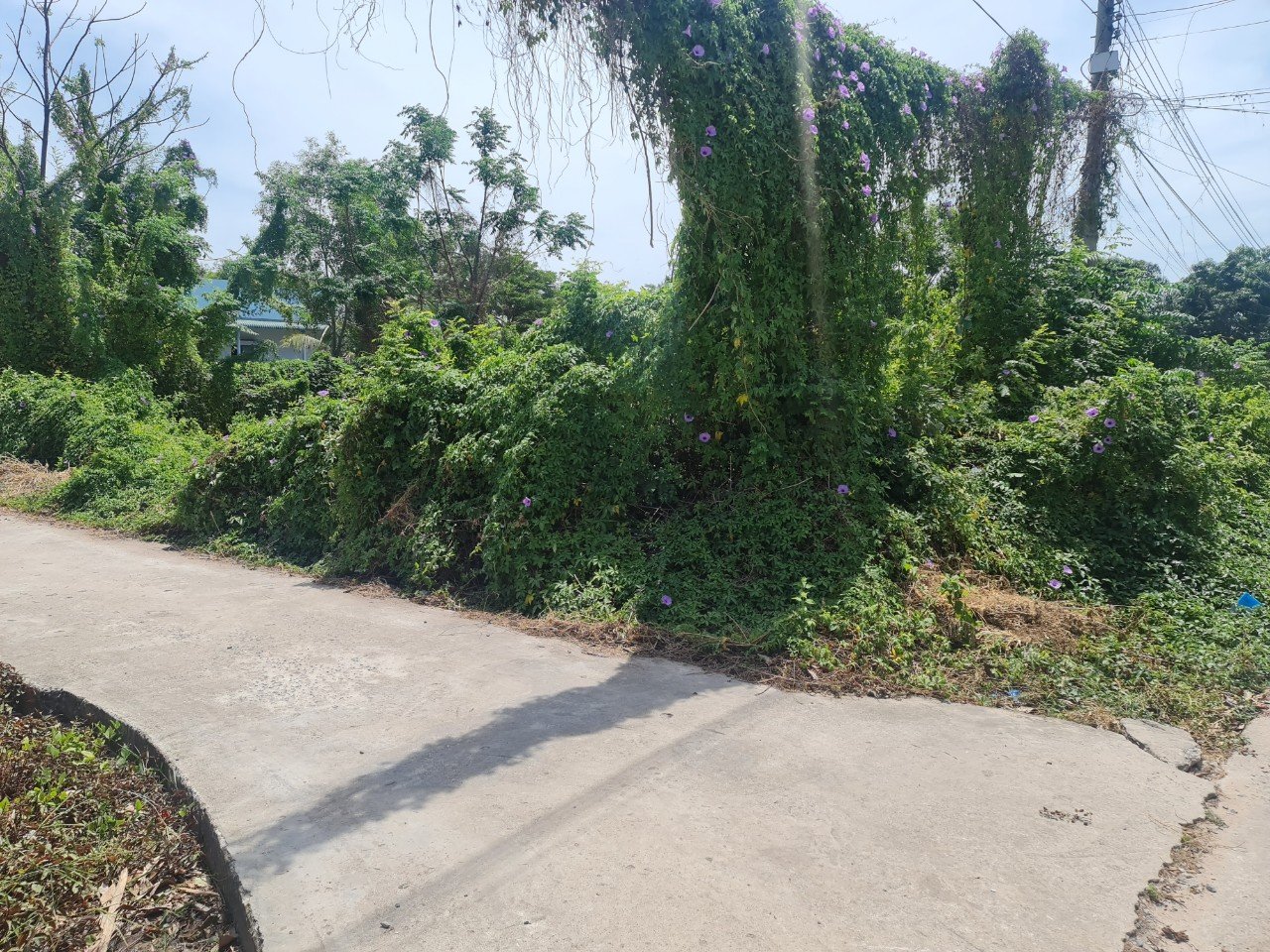 Cần bán Đất 2 mặt tiền đường quốc lộ 55, Xã Tân Phước, Diện tích 247m², Giá Thương lượng 5