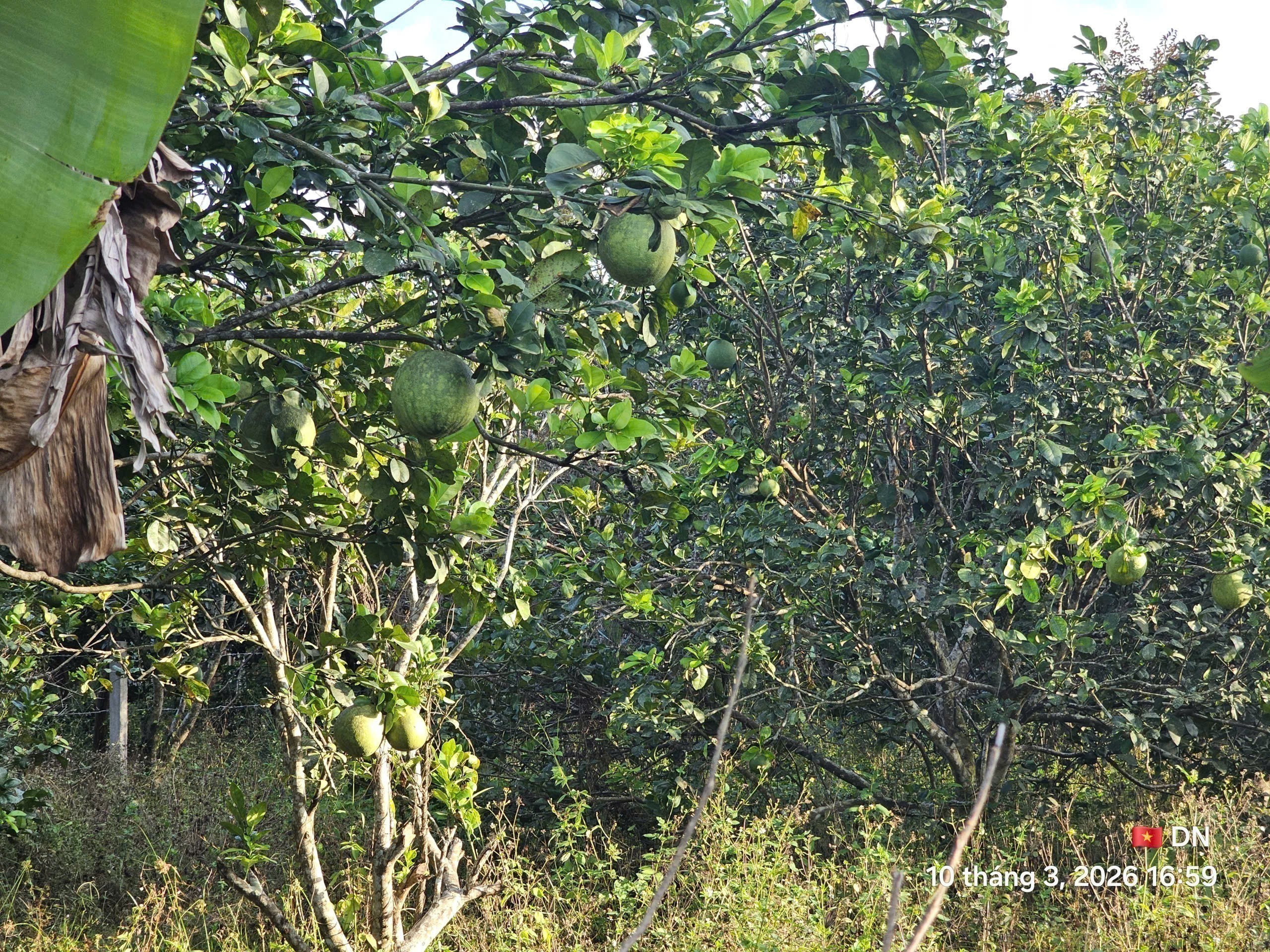Bán đất Diên Thọ giá rẻ đường thông sát bên Tỉnh Lộ 2 - gần sông Cái mát mẻ quanh năm 3