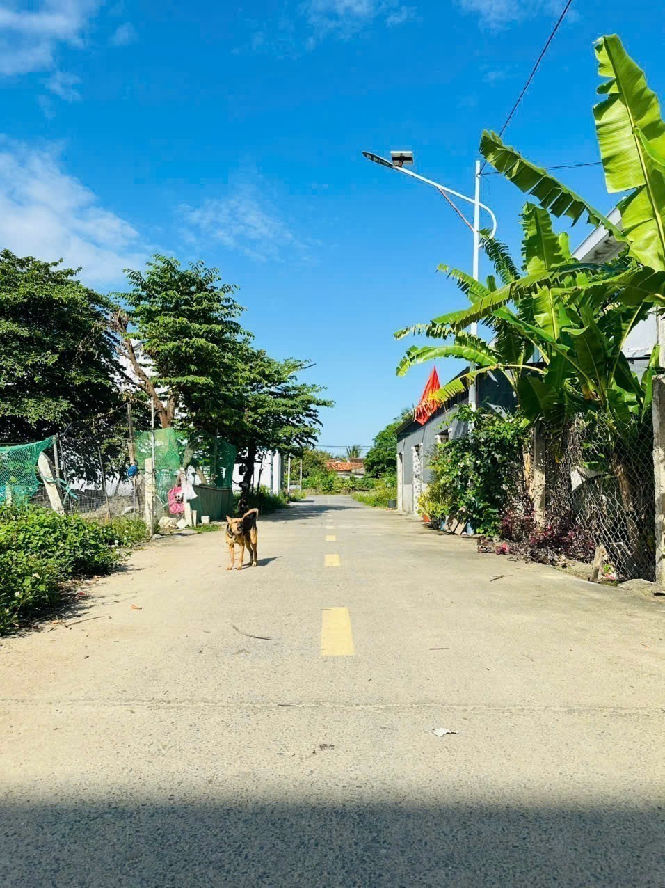 Bán đất Diên An full thổ khu nhà lầu mặt đường nhựa thông đèn đường chiếu sáng đầy đủ 5