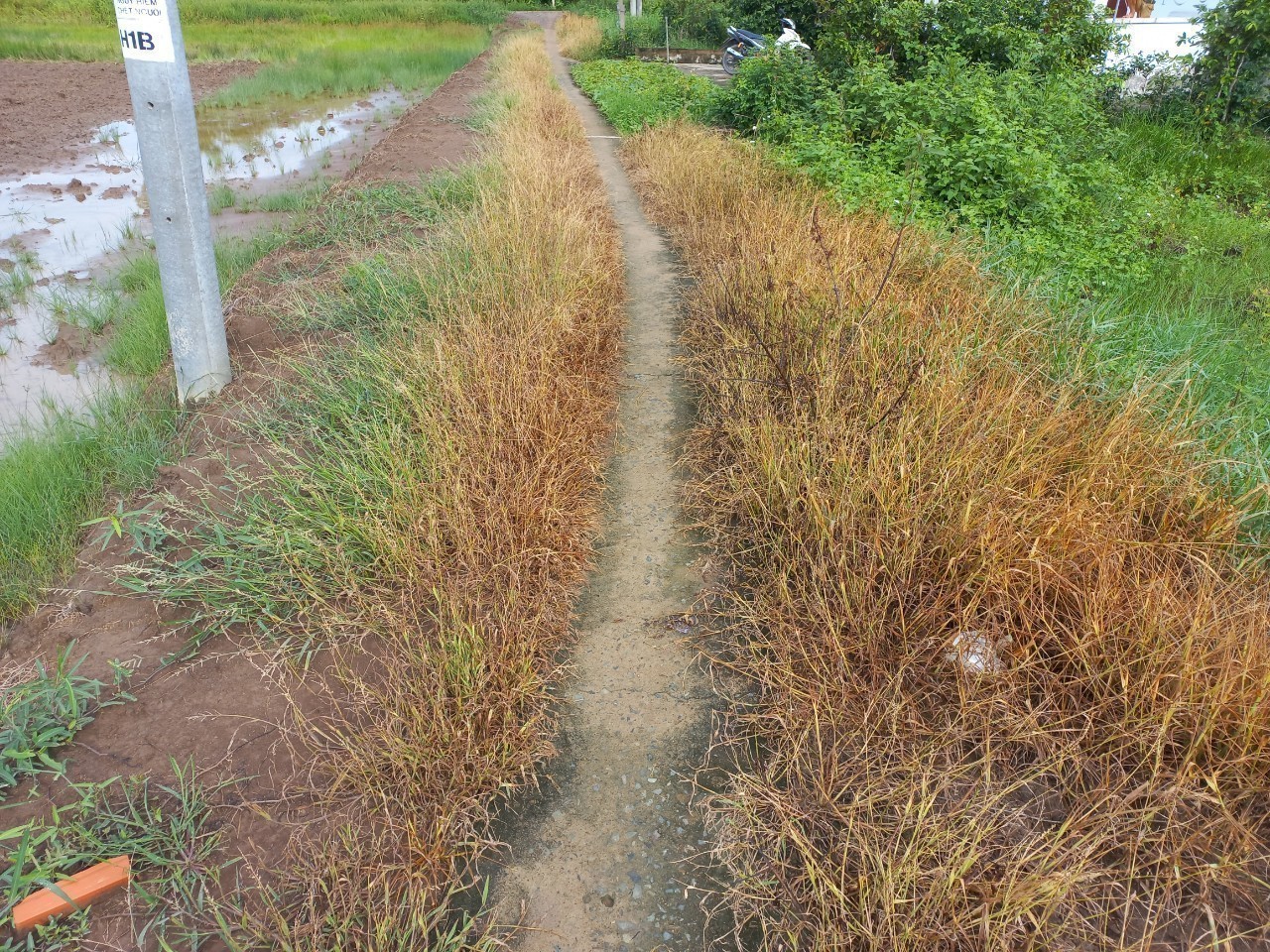 Đất lúa Đảo Long Hựu 1000m2 mt xe hơi giá rẻ 1 tỏi 2 3