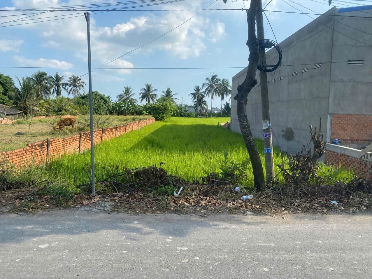 Bán đất mặt tiền đường nhựa ấp 10, Lương Hòa dt 1008m2 (250m2 thổ ) giá 6 tỷ 4