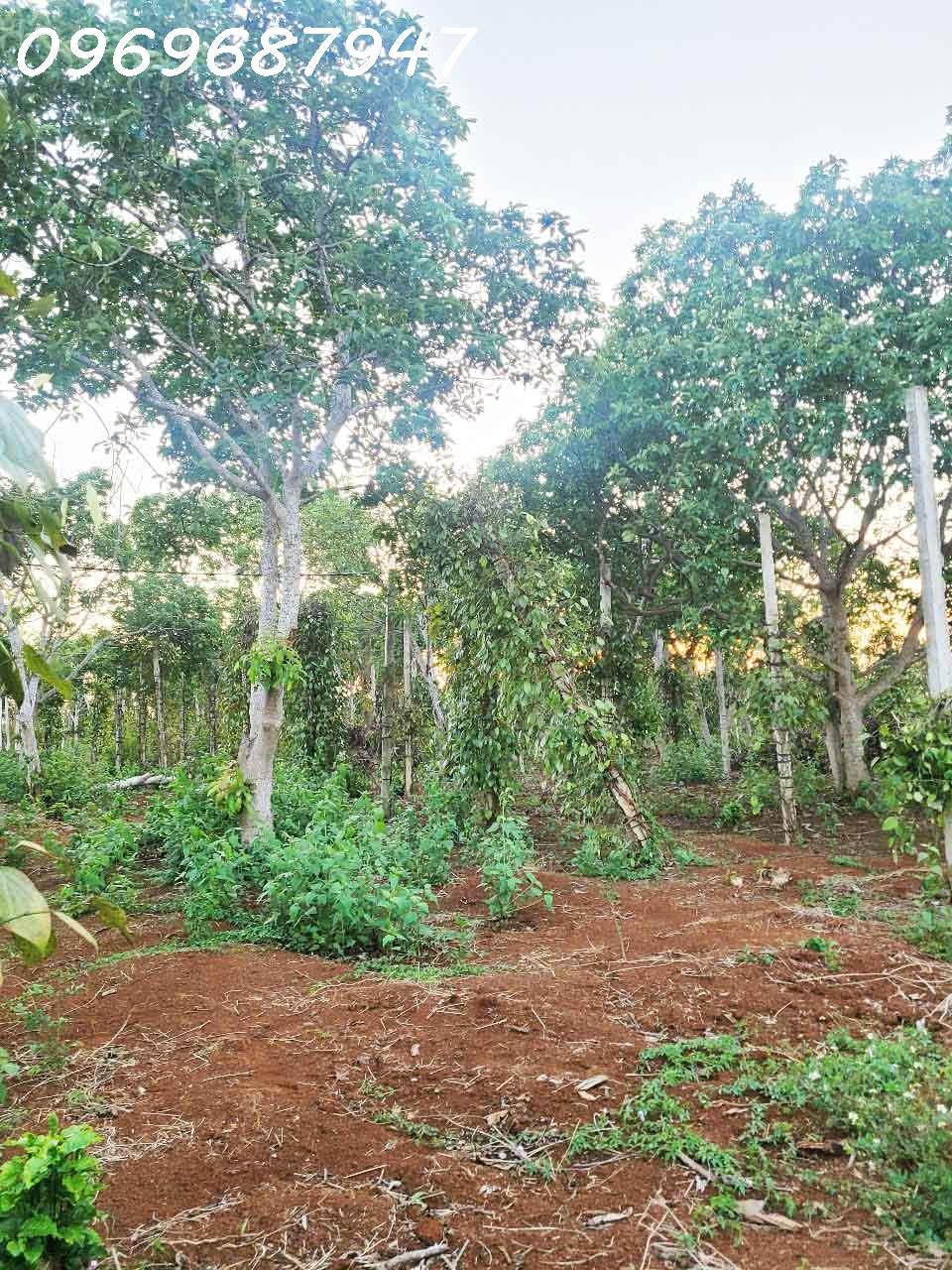 CƠ HỘI ĐẦU TƯ – 1.3HA GIÁ CHỈ 650 TRIỆU/SÀO! CUÔR ĐĂNG GIÁP HÒA THUẬN-BUÔN MATHUỘT - ĐĂK LĂK