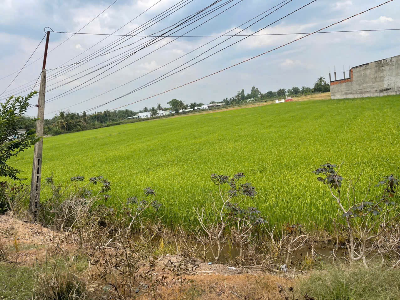 3100m2 đất lúa mt đường nhựa xã An Thạnh, Bến Lức giá 9,3 tỷ 3