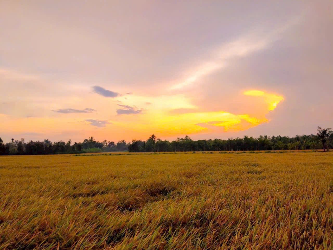 Giỏ Hàng Mới Giành cho Quý Khách Hàng thích không khí Đồng Quê Sông Nước. 2