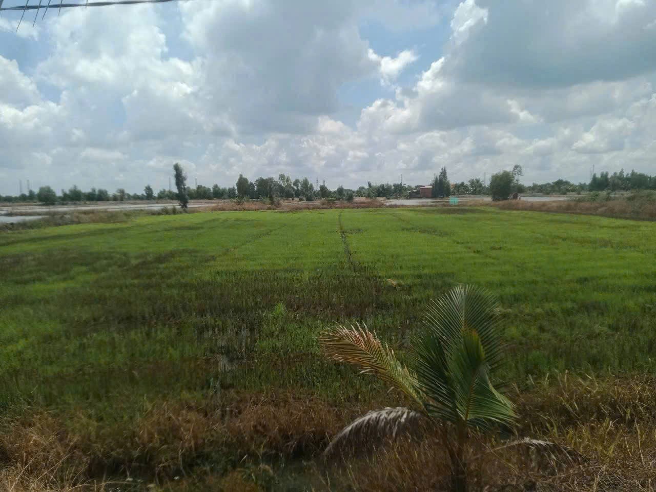 Bán đất lúa đường bờ kênh 4m xã Hòa Khánh Nam dt 5260m2 giá 3,4 tỷ