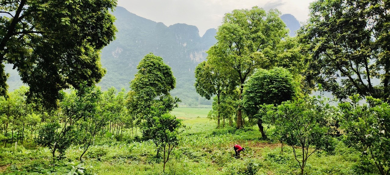 Bán gấp lô đất có diện tích 3176m2 trong đó có 400m2 thổ cư còn lại đất trồng cây lâu năm 3