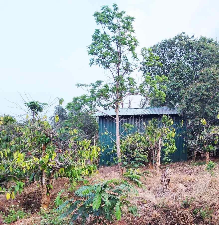 ĐẤT NÔNG NGHIỆP 1.7 HA, EA KAO - BUÔN MA THUỘT  - GIÁ HẤP DẪN 450 TRIỆU/SÀO 2