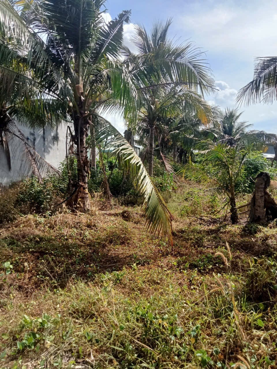 CẦN BÁN LÔ ĐẤT BIỆT THỰ 420m² TẠI XÃ TAM AN – LONG ĐẤT – BÀ RỊA VŨNG TÀU GIÁ CHỈ 1.65 TỶ