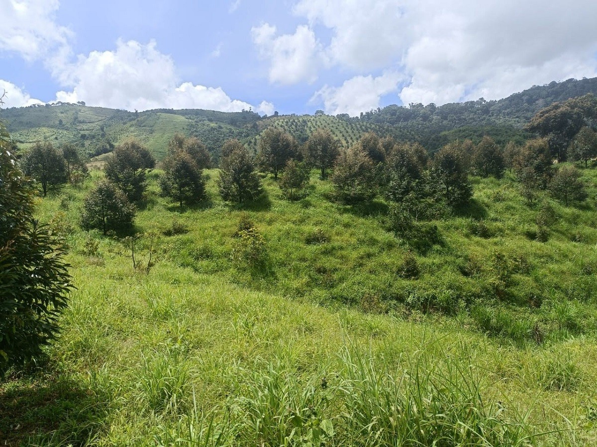 Cần bán Trang trại, rẫy, vườn đường ĐT 725, Xã Lộc Bắc, Diện tích 730000m², Giá 100 Tỷ 3