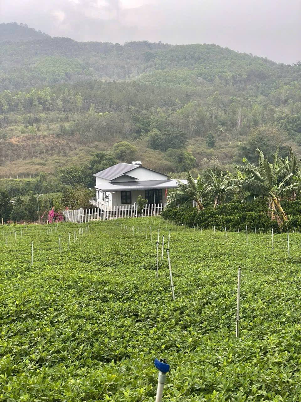 Cần tiền Bán gấp Căn Nhà vườn cạnh Sân Bay Liên Khương, Đức Trọng chỉ 3.5 tỷ 5
