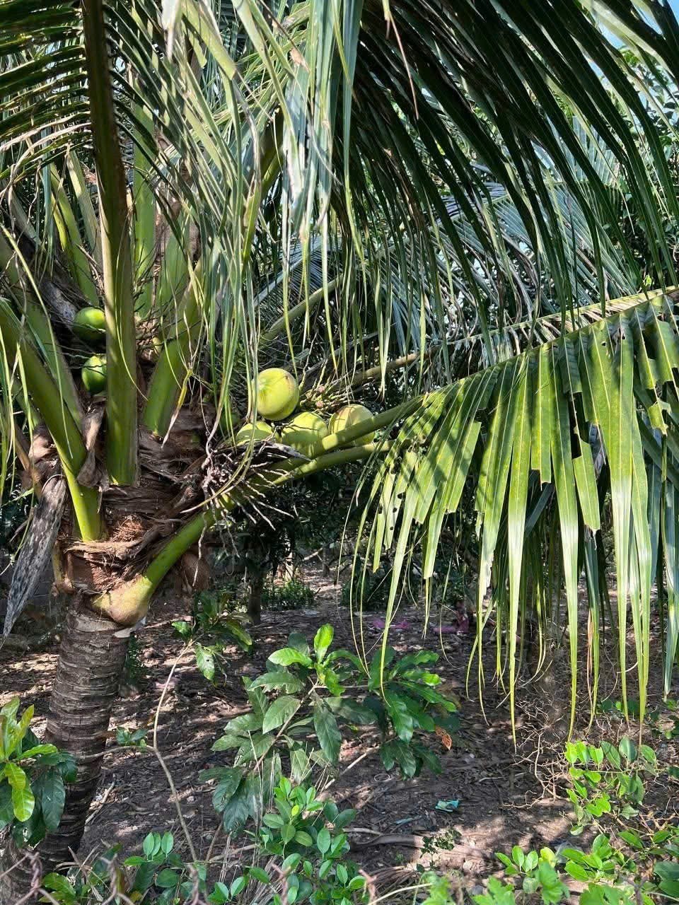 Bán đất Suối Tiên mặt tiền đường nhựa thông thoáng gần Hương Lộ 39 - tặng vườn cây trái 7