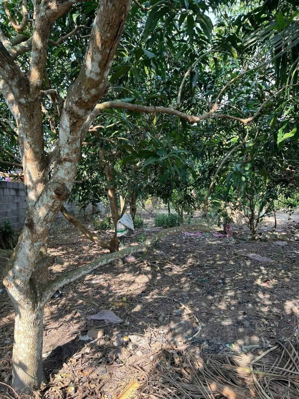 Bán đất Suối Tiên mặt tiền đường nhựa thông thoáng gần Hương Lộ 39 - tặng vườn cây trái 8