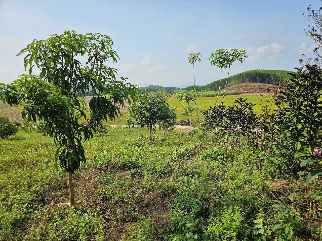 Bán đất Diên Xuân view ruộng mát mẻ có thổ cư - tặng vườn cây trái 4