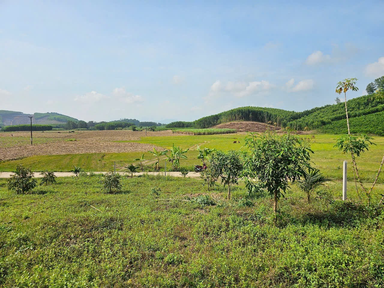 Bán đất Diên Xuân view ruộng mát mẻ có thổ cư - tặng vườn cây trái 6