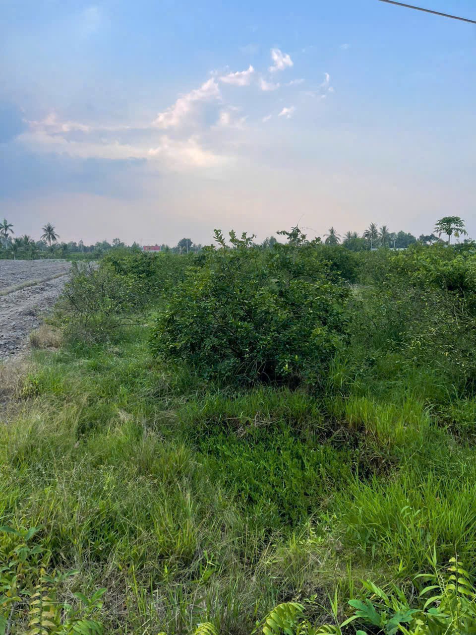 5300m2 đất vườn ấp 10, xã Lương Hòa giá 3,5 tỷ 2